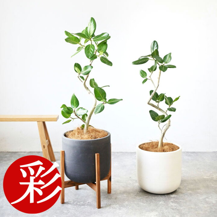 楽天市場】【17日09:59までP2倍+最大5%引クーポン配布中】観葉植物 