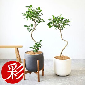 観葉植物 本物 フランスゴム（フィカス・ルビギノーサ）7号鉢 陶器ポット (ルーケト) 鉢カバー付き 曲がり樹形 ユーポット入り フランス ゴムの木 大型 観葉植物 本物 フィカス属 室内 オフィス お祝い ギフト プレゼント属