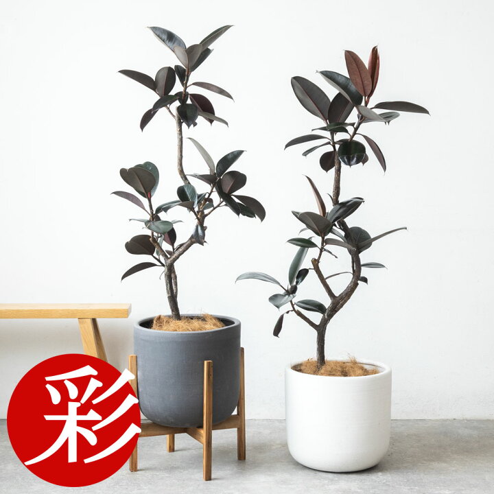 楽天市場】観葉植物 フィカス・バーガンディ 7号鉢 曲がり樹形 陶器 