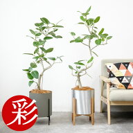 【15日正午までポイント2倍】観葉植物 本物 フィカス・ベンガレンシス らせん樹形 7号鉢 アルミニウム/オ…