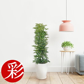 楽天市場 玄関 観葉植物 風水 種類 植物 カポック の通販
