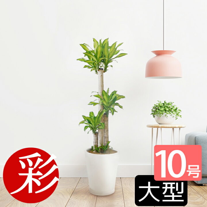 楽天市場 幸福の木 10号 陶器カバー付 ファイバークレイ 大型 観葉植物 幸福の木 インテリア 引越し祝い 開店祝い 移転祝い 新築祝い お祝い 観葉植物 ドラセナ 室内 ギフト プレゼント 観葉植物の専門店 彩植健美 楽天市場 幸福の木 10号 陶器カバー付 ファイバークレイ 大型 観葉植物 幸福の木 インテリア 引越し祝い 開店祝い 移転祝い 新築祝い お祝い 観葉植物 ドラセナ 室内 ギフト プレゼント 観葉植物の専門店 彩植健美