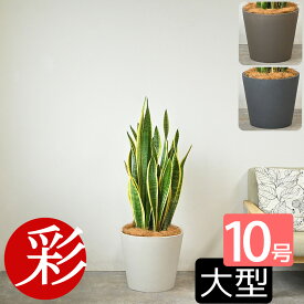 観葉植物 サンスベリア・ローレンティー 10号鉢 大型 本物 ポリストーン鉢カバー付き 陶器調 サンセベリア ローレンチー お祝い 開店祝い 移転祝い 新築祝い 室内 オフィス ギフト プレゼント 観葉植物