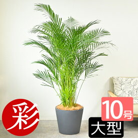アレカヤシ 観葉植物 ヤシの木 10号鉢 大型 ポリストーン鉢カバー付き 陶器調 本物 観葉植物 アレカヤシの木 引越し祝い 新築祝い 開店祝い 移転祝い インテリア 室内 オフィス ギフト プレゼント 花