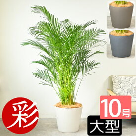 アレカヤシ 観葉植物 ヤシの木 10号鉢 大型 ポリストーン鉢カバー付き 陶器調 本物 観葉植物 アレカヤシの木 引越し祝い 新築祝い 開店祝い 移転祝い インテリア 室内 オフィス ギフト プレゼント 花
