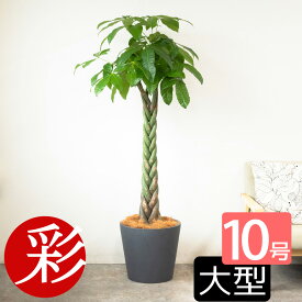 パキラ 観葉植物 10号鉢 大型 本物 ポリストーン鉢カバー付き 陶器調 陶器調 送料無料 パキラ 観葉植物 お祝い インテリア 引越し祝い 新築祝い 開店祝い 移転祝い おしゃれ 室内 オフィス 花 パキラ 観葉植物