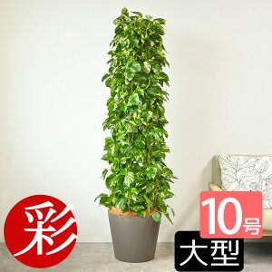 ϗtA |gX 10i^[dāj { |Xg[Jo[t 풲 ^ |gX^[ CeA AWA zj JXj ړ]j Vzj a ItBX Mtg v