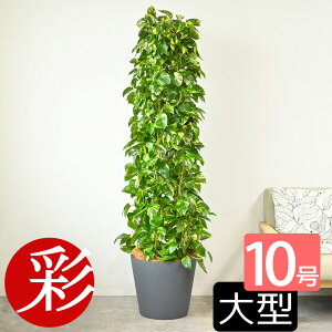 ϗtA |gX 10i^[dāj { |Xg[Jo[t 풲 ^ |gX^[ CeA AWA zj JXj ړ]j Vzj a ItBX Mtg v