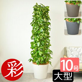 観葉植物 ポトス 10号鉢（タワー仕立て） 本物 ポリストーン鉢カバー付き 陶器調 大型 ポトスタワー インテリア アジアン 引越し祝い 開店祝い 移転祝い 新築祝い 誕生日 オフィス ギフト プレゼント 花