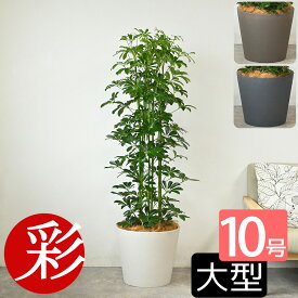 【16日までポイント3倍】観葉植物 大型 ホンコンカポック 10号鉢 本物 ポリストーン鉢カバー付き 陶器調 お祝い インテリア アジアン 和風 カポック 開店祝い 移転祝い 新築祝い 引越し祝い 室内 オフィス ギフト プレゼント