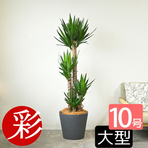 観葉植物 ユッカ・エレファンティペス 10号鉢 ポリストーン鉢カバー付き 陶器調 大型 青年の木 ユッカ 本物 お祝い 開店祝い 移転祝い 新築祝い 引越し祝い インテリア おしゃれ 室内 オフィ