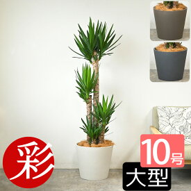 観葉植物 ユッカ・エレファンティペス 10号鉢 ポリストーン鉢カバー付き 陶器調 大型 青年の木 ユッカ 本物 お祝い 開店祝い 移転祝い 新築祝い 引越し祝い インテリア おしゃれ 室内 オフィス 観葉植物