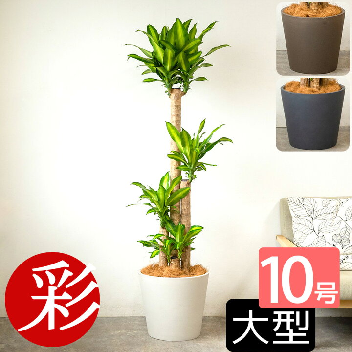 楽天市場】観葉植物 幸福の木 10号鉢 ポリストーン鉢カバー付き 陶器調 