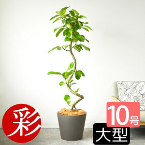 フィカス アルテシマ 観葉植物」の人気商品一覧 | 安い商品を通販 