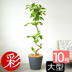 観葉植物 フィカス・アルテシーマ・バリエガタ 曲がり樹形 10号鉢 ポリストーン鉢カバー付き 陶器調 大型 本物 大鉢 ゴムの木 フィカス属 アルテシマ・バリエガータ インテリア 開店祝い 移転祝い お祝い