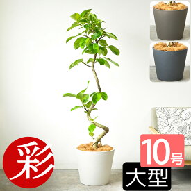 観葉植物 フィカス・アルテシーマ・バリエガタ 曲がり樹形 10号鉢 ポリストーン鉢カバー付き 陶器調 大型 本物 大鉢 ゴムの木 フィカス属 アルテシマ・バリエガータ インテリア 開店祝い 移転祝い お祝い