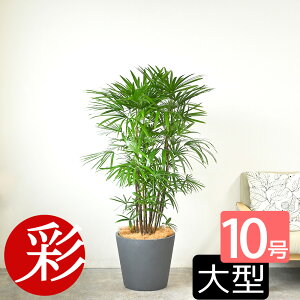 ϗtA V`N L| 10 |Xg[Jo[t 풲 ^ ϗtA VE { CeA JXj ړ]j Vzj AWA a  ItBX Mtg v[g 