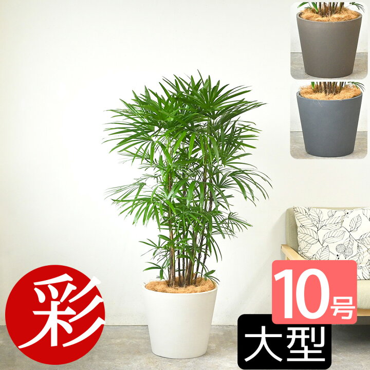 楽天市場】【10日01:59までポイント5倍】観葉植物 シュロチク 棕櫚竹 