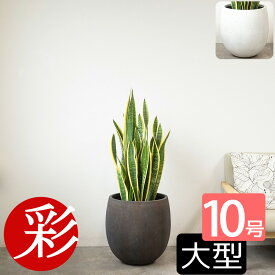 観葉植物 サンスベリア・ローレンティー 10号鉢 大型 本物 ファイバーストーン(陶器)鉢カバー付き サンセベリア ローレンチー お祝い 開店祝い 移転祝い 新築祝い 室内 オフィス ギフト プレゼント 観葉植物