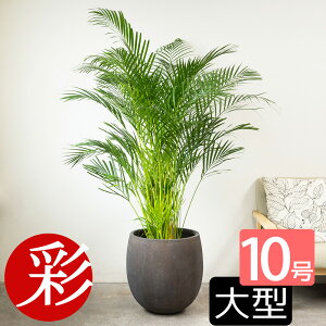y10/31܂1,000~N[|zzzAJV ϗtA V̖ 10 ^ Iׂ锫Jo[t { ϗtA AJV̖ zj Vzj JXj ړ]j CeA  