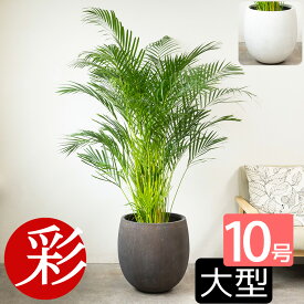 アレカヤシ 観葉植物 ヤシの木 10号鉢 大型 ファイバーストーン(陶器)鉢カバー付き 本物 観葉植物 アレカヤシの木 引越し祝い 新築祝い 開店祝い 移転祝い インテリア 室内 オフィス ギフト プレゼント 花