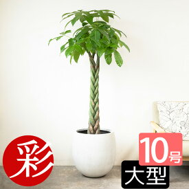 パキラ 観葉植物 10号鉢 大型 本物 ファイバーストーン(陶器)鉢カバー付き 送料無料 パキラ 観葉植物 お祝い インテリア 引越し祝い 新築祝い 開店祝い 移転祝い おしゃれ 室内 オフィス 花 パキラ 観葉植物