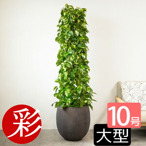 y11/30܂1,000~N[|zzzϗtA |gX 10i^[dāj { Iׂ锫Jo[t ^ |gX^[ ϗtA CeA AWA zj JXj ړ]j Vz