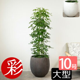 【11/30まで2,000円引クーポン配布中】観葉植物 大型 ホンコンカポック 10号鉢 本物 ファイバーストーン(陶器)鉢カバー付き お祝い インテリア アジアン 和風 カポック 開店祝い 移転祝い 新築祝い 引越し祝い 室内 オフィス ギフト プレゼント