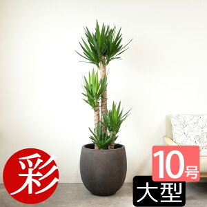 y21܂P2{+ő3%N[|zzzϗtA bJEGt@eByX 10 t@Co[Xg[()Jo[t ^ N̖ bJ { j JXj ړ]j Vzj