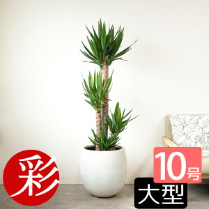 y10/31܂1,000~N[|zzzϗtA { ^ Iׂ 10 Jo[t I[KX^ tBJX K̖ bJ zRJ|bN uX^[ S̖ |gX ^[/wSd 