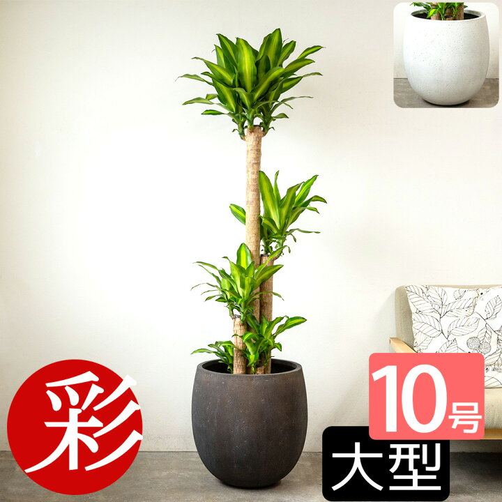 楽天市場】観葉植物 幸福の木 10号鉢 ファイバーストーン(陶器)鉢 