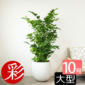 【10/31まで2,000円引クーポン配布中】高性チャメドレア 観葉植物 10号鉢 ファイバーストーン(陶器)鉢カバー付き 本物 大型 インテリア お祝い 開店祝い 移転祝い 新築祝い 引越し祝い プレゼ