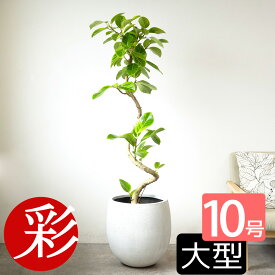 観葉植物 フィカス・アルテシーマ・バリエガタ 曲がり樹形 10号鉢 ファイバーストーン(陶器)鉢カバー付き 大型 本物 大鉢 ゴムの木 フィカス属 アルテシマ・バリエガータ インテリア 開店祝い 移転祝い お祝い