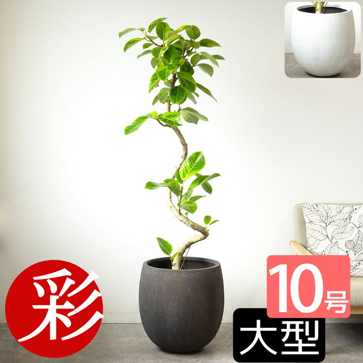 楽天市場】観葉植物 フィカス・アルテシーマ・バリエガタ 曲がり樹形 