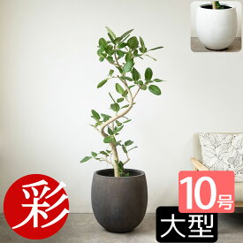 フィカス ベンガレンシス 観葉植物 大型 ベンガルボダイジュ 10号鉢 本物 曲がり樹形 ファイバーストーン(陶器)鉢カバー付き ゴムの木 インテリア アジアン おしゃれ 開店祝い フィカス属 オフィス プレゼント