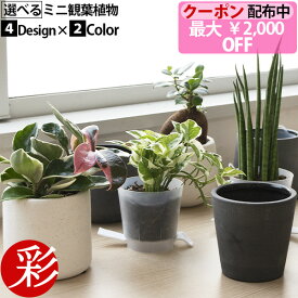 【最大2,000円OFFクーポン配布中】選べる ミニ 観葉植物 卓上 4デザイン2カラーポット ホワイト＆グレー ガジュマル ポトス サンスベリア ホヤ ペペロミア シュガーバイン ソフォラ・ミクロフィラ かわいい 小さい おしゃれ お祝い ギフト プレゼント 花 母の日