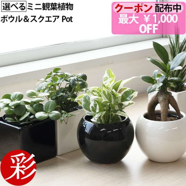 楽天市場 最大1 000円引きクーポン配布中 選べる ミニ 観葉植物 ボウル スクエア 2カラー シャイニーポット ホワイト ブラック ガジュマル ポトス サンスベリア ペペロミア シュガーバイン かわいい 小さい 卓上 おしゃれ お祝い 誕生日 室内 ギフト プレゼント