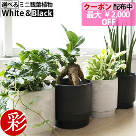 【最大2,000円OFFクーポン配布中】選べる ミニ 観葉植物 卓上 2カラーマットポット ホワイト&ブラック ガジュマル ポトス サンスベリア ホヤ ペペロミア シュガーバイン ソフォラ・ミクロフィラ かわいい 小さい おしゃれ 室内 ギフト 誕生日 プレゼント