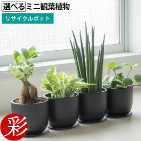 【まとめ買い割引クーポン配布中】ミニ 観葉植物 選べる 本物 卓上 リサイクルプラスチックポット ガジュマル ポトス サンスベリア ホヤ ペペロミア シュガーバイン ソフォラ・ミクロフィラ かわいい 小さい おしゃれ 室内 ギフト 誕生日 プレゼント