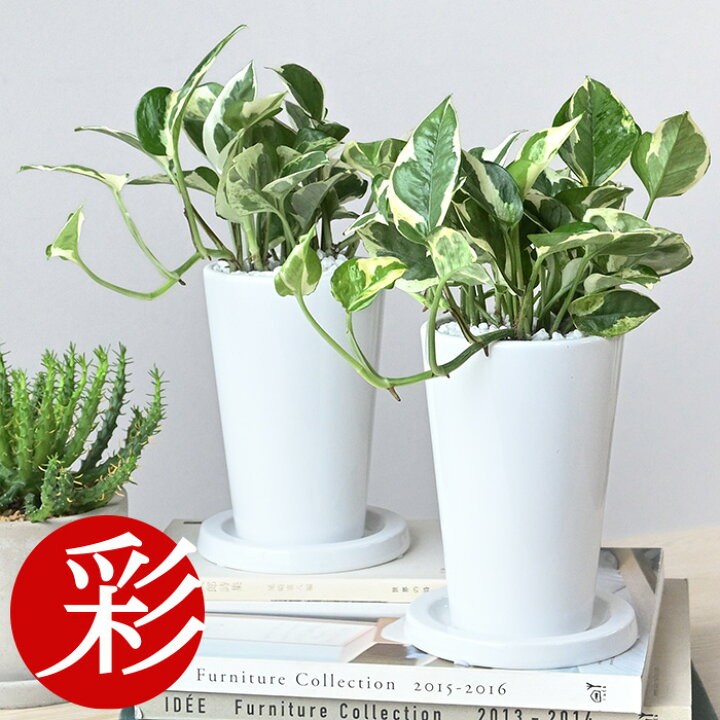 楽天市場 観葉植物 ポトス エンジョイ ロングポット 白陶器鉢 小さい インテリア おしゃれ テーブル ミニ観葉植物 卓上 かわいい 開店祝い 移転祝い お祝い 新築祝い 室内 オフィス ギフト プレゼント 観葉植物の専門店 彩植健美 楽天市場 観葉植物 ポトス エンジョイ ロングポット 白陶器鉢 小さい インテリア おしゃれ テーブル ミニ観葉植物 卓上 かわいい 開店祝い 移転祝い お祝い 新築祝い 室内 オフィス ギフト プレゼント 観葉植物の専門店 彩植健美