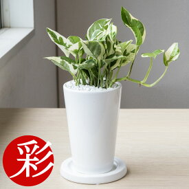 観葉植物 小さい 観葉植物 ミニ ポトス・エンジョイ ロングポット 白陶器鉢 本物 インテリア おしゃれ テーブル ミニ観葉植物 ポトス 室内 本物 卓上 開店祝い 移転祝い お祝い 新築祝い かわいい ポトス エンジョイ 観葉植物