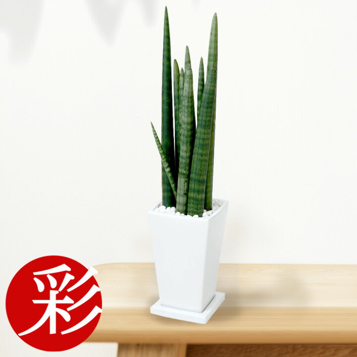 楽天市場 育てやすくて手間いらず お手頃価格のサンセベリア スタッキー スクエアホワイト陶器ポット ミニ観葉植物 陶器 インテリア お中元 観葉植物 小さい 室内 ギフト プレゼント 観葉植物の専門店 彩植健美