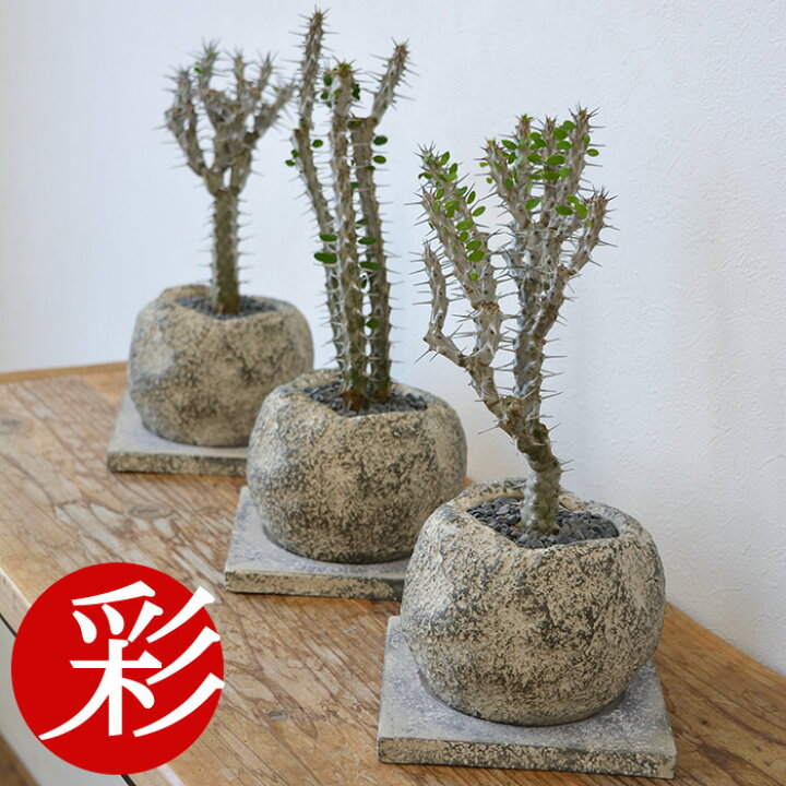 楽天市場 観葉植物 送料無料 アローディア プロセラ 亜竜木 ビザールプランツ 珍奇植物 多肉植物 おしゃれなストーンポット グレー インテリア 開店祝い 移転祝い お祝い 新築祝い 小さい 室内 ギフト プレゼント 観葉植物の専門店 彩植健美