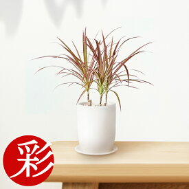 楽天市場 ドラセナ レインボーの通販