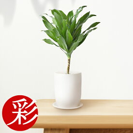 楽天市場 ドラセナ コンパクタ 花言葉 花 観葉植物 花 ガーデン Diy の通販
