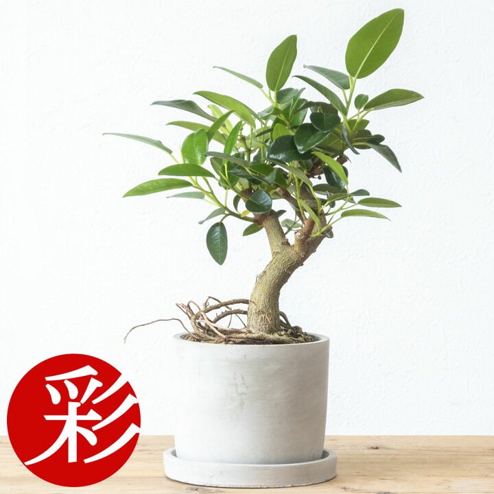 楽天市場】観葉植物 朴モノ フランスゴム シリンダー型 コンクリート 