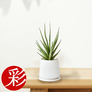 観葉植物 サンスベリア 希少の人気商品 通販 価格比較 価格 Com