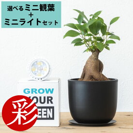 【8日までポイント2倍】観葉植物 本物 選べるミニ観葉+観葉植物用育成ライト リサイクルプラスチックポット PLANTS NEXLIGHT PAR16 LED電球 E17口金用 ガジュマル ポトス サンスベリア ホヤ ペペロミア シュガーバイン ソフォラ ギフト プレゼント