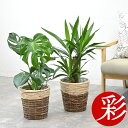 観葉植物 本物 6号鉢+6号鉢 2鉢セット 鉢カバー付き モンステラ サンスベリア 幸福の木 ユッカ クルシア・ロゼア ザミオクルカス アレカヤシアンスリウム ドラセナ・ジェレ おしゃれ インテリア オフィス ギフト プレゼント