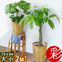 【11日01:59までポイント2倍】観葉植物 本物 7号鉢+6号鉢 2鉢セット 鉢カバー付き 大型 モンステラ 幸福の木 お祝い おためし 福袋 ユッカ パキラ サンスベリア ガジュマル ゲッキツ ウンベラータ おしゃれ インテリア 室内 オフィス ギフト プレゼント